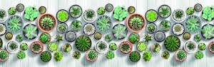 Tappeto ciniglia digitale cactus vasetto piante grasse