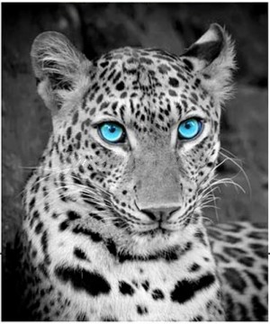 plaid digitale leopardo